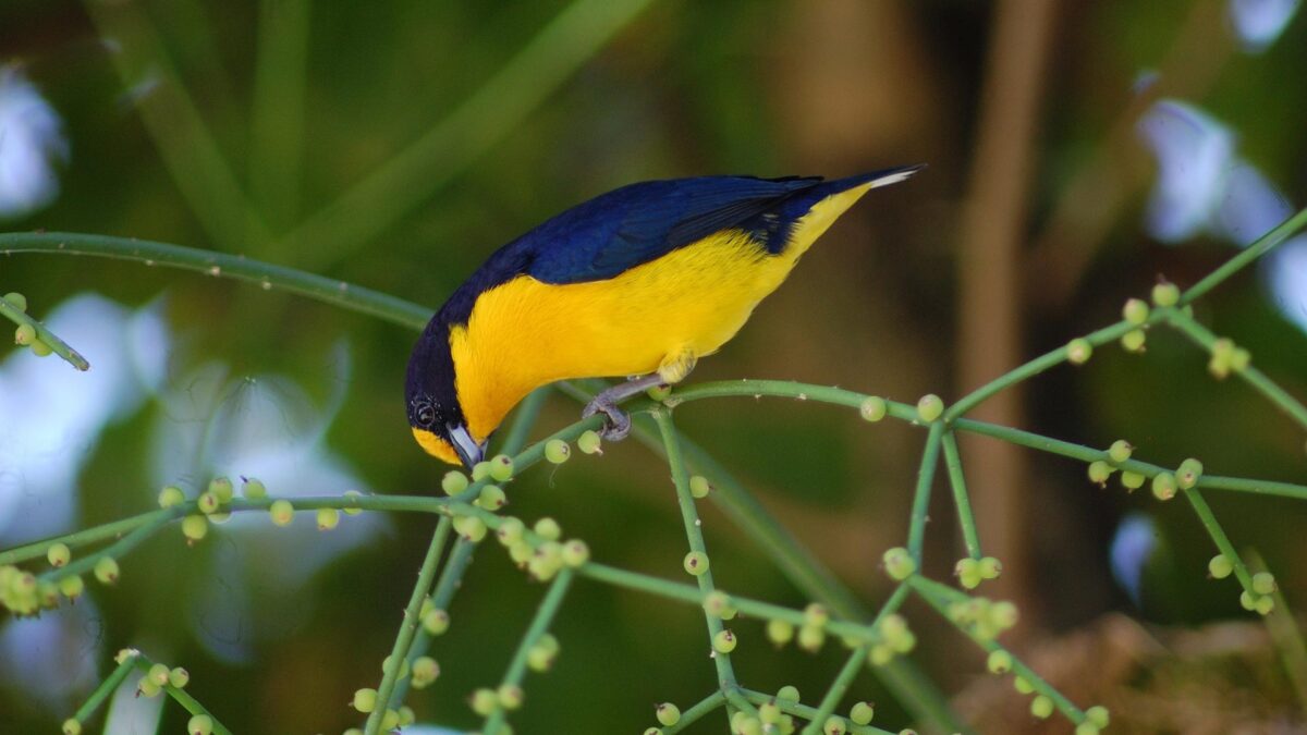 Un libro destapa los secretos para convertirse en un experto en observación de aves