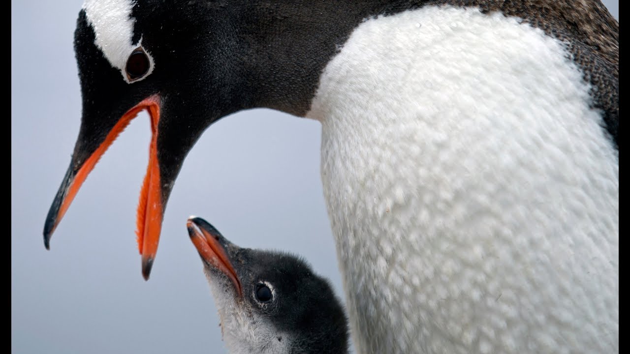 Adopta un pingüino por dos buenas causas, la lucha contra el cáncer y el medioambiente