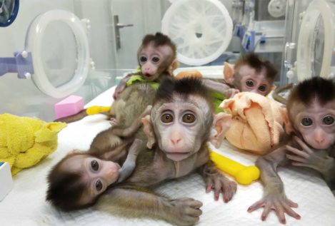 China clona cinco monos alterados genéticamente para analizar el trastorno del sueño