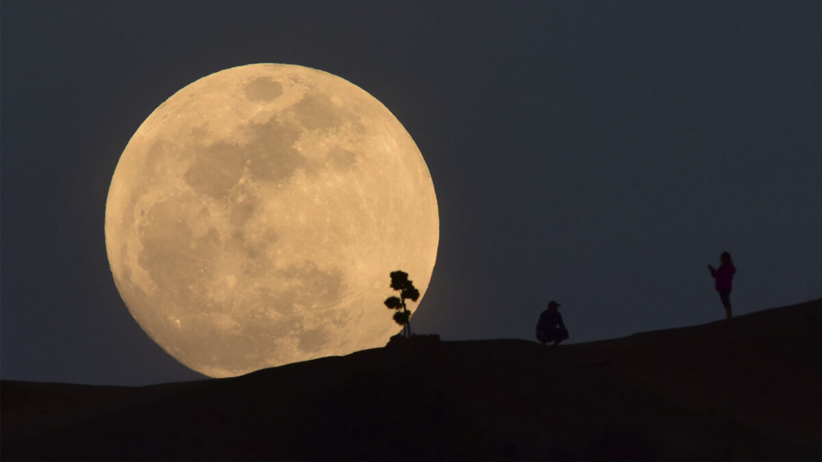 China consigue que una semilla de algodón brote en la Luna por primera vez