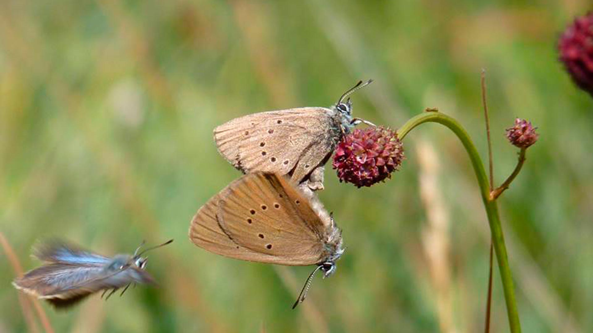 Cuatro especies amenazadas compiten por ser la mariposa del Año 2019