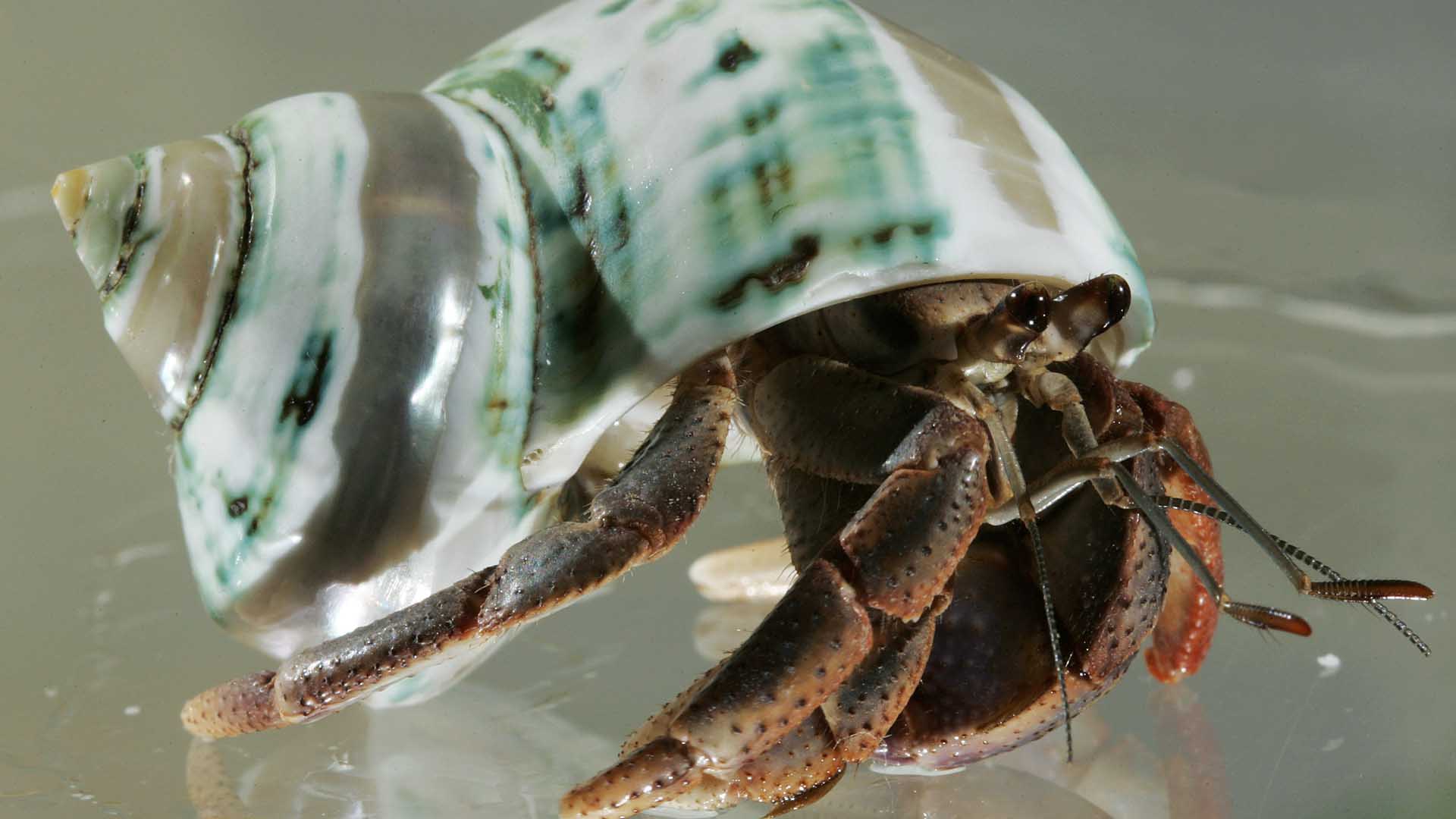 Los cangrejos ermitaños evolucionan y usan sus largos penes para defender su hogar