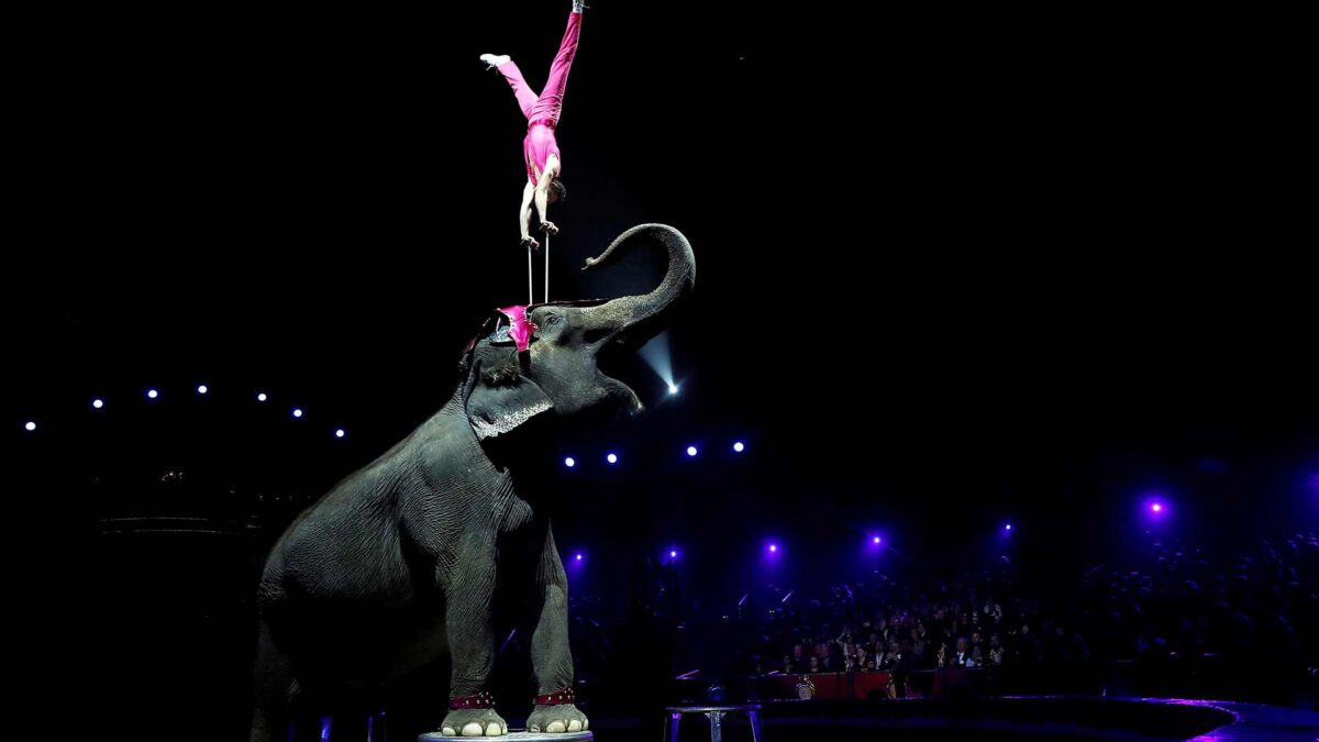 Entra en vigor la prohibición de los circos con animales en la Comunidad Valenciana