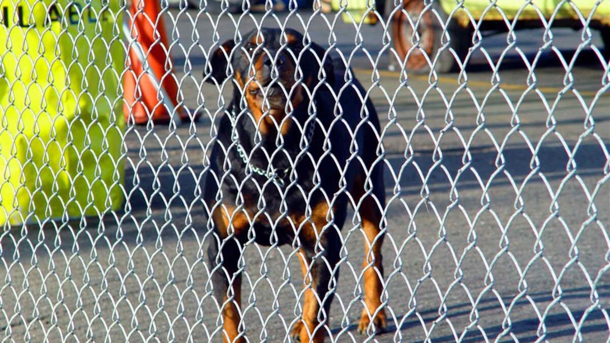 Fallece un anciano atacado por tres perros rottweiler en Madrid