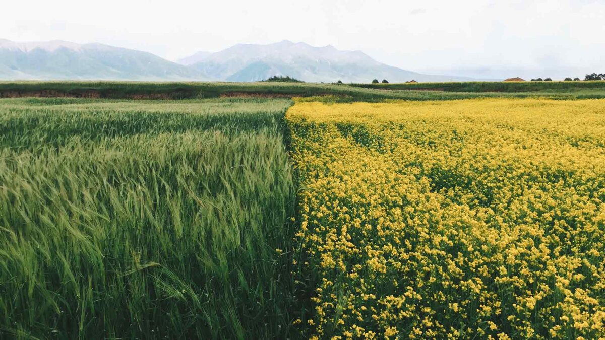 La agroecología como respuesta al deterioro ecológico y la polarización social