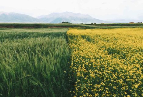 La agroecología como respuesta al deterioro ecológico y la polarización social