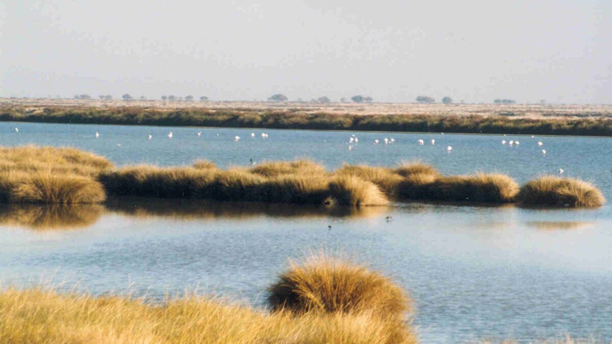 La Comisión Europea lleva a España ante los tribunales por su dejadez en la protección de Doñana