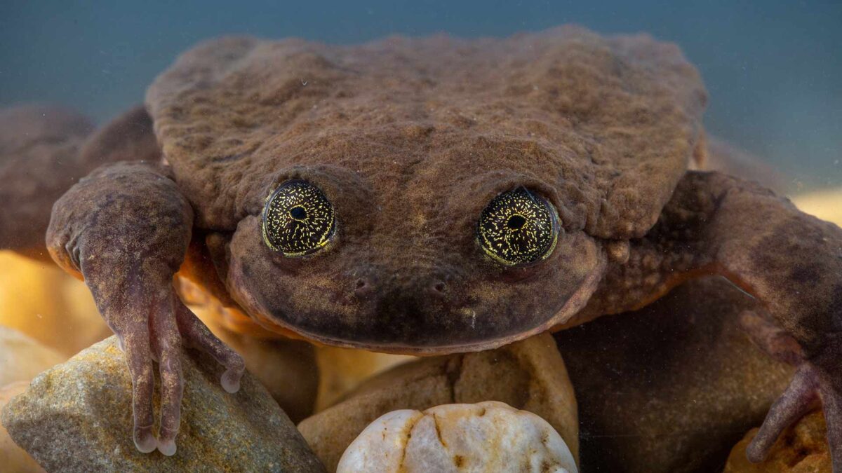 La rana Romeo, la más solitaria del mundo, encuentra a su Julieta para salvarse de la extinción