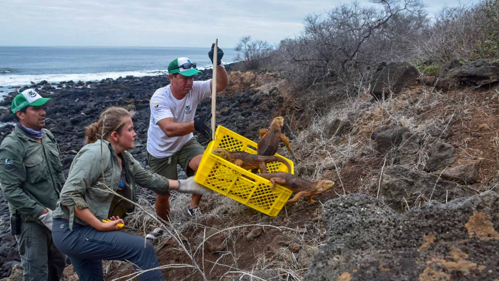 La reintroducción de iguanas ayudará a recuperar el ecosistema de las Islas Galápagos