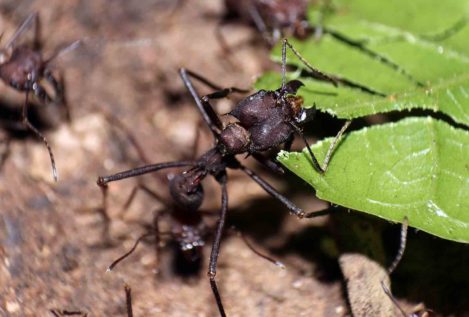 Las hormigas no necesitan comunicarse para construir caminos