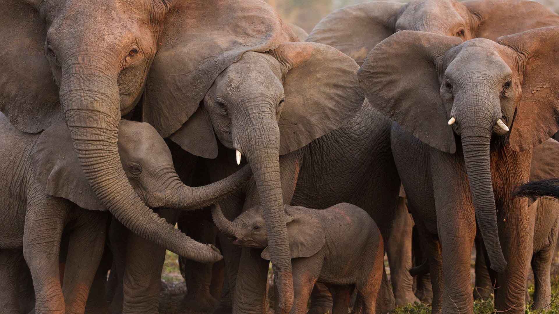 Los elefantes evolucionan y nacen sin colmillos en Mozambique tras décadas de caza furtiva