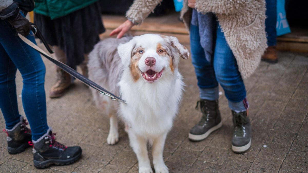 En San Antón 2019 Madrid refuerza su compromiso con los animales