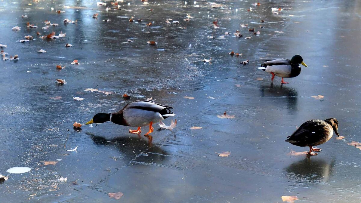 Dos localidades de Guadalajara y Albacete registran la temperatura más fría de España