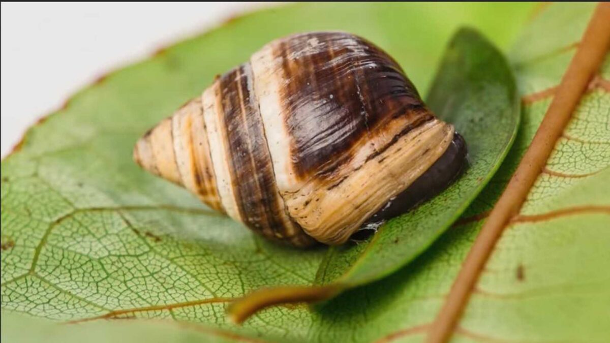 Muere George, el caracol más solitario del mundo y el último de su especie