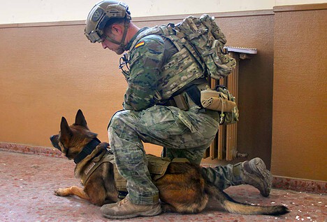 Soldados de cuatro patas: así adiestra Defensa a los perros militares