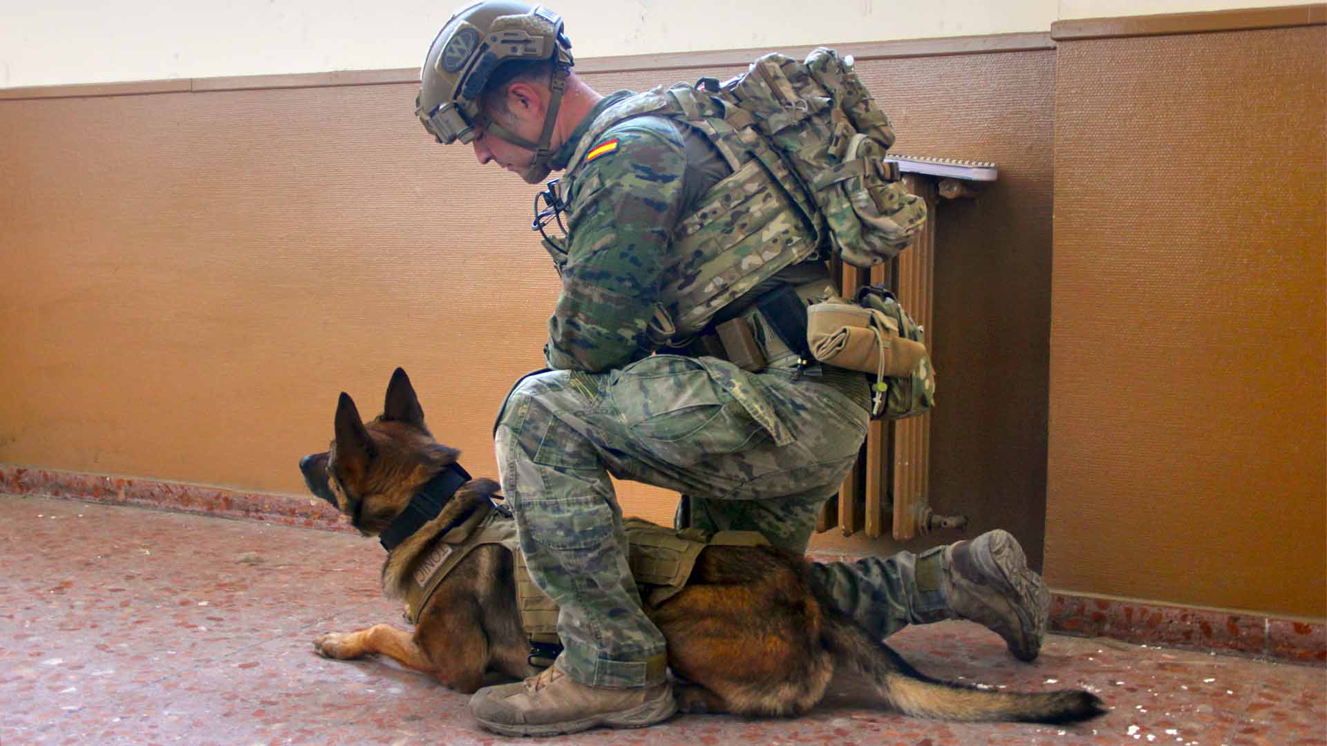 Soldados de cuatro patas: así adiestra Defensa a los perros militares