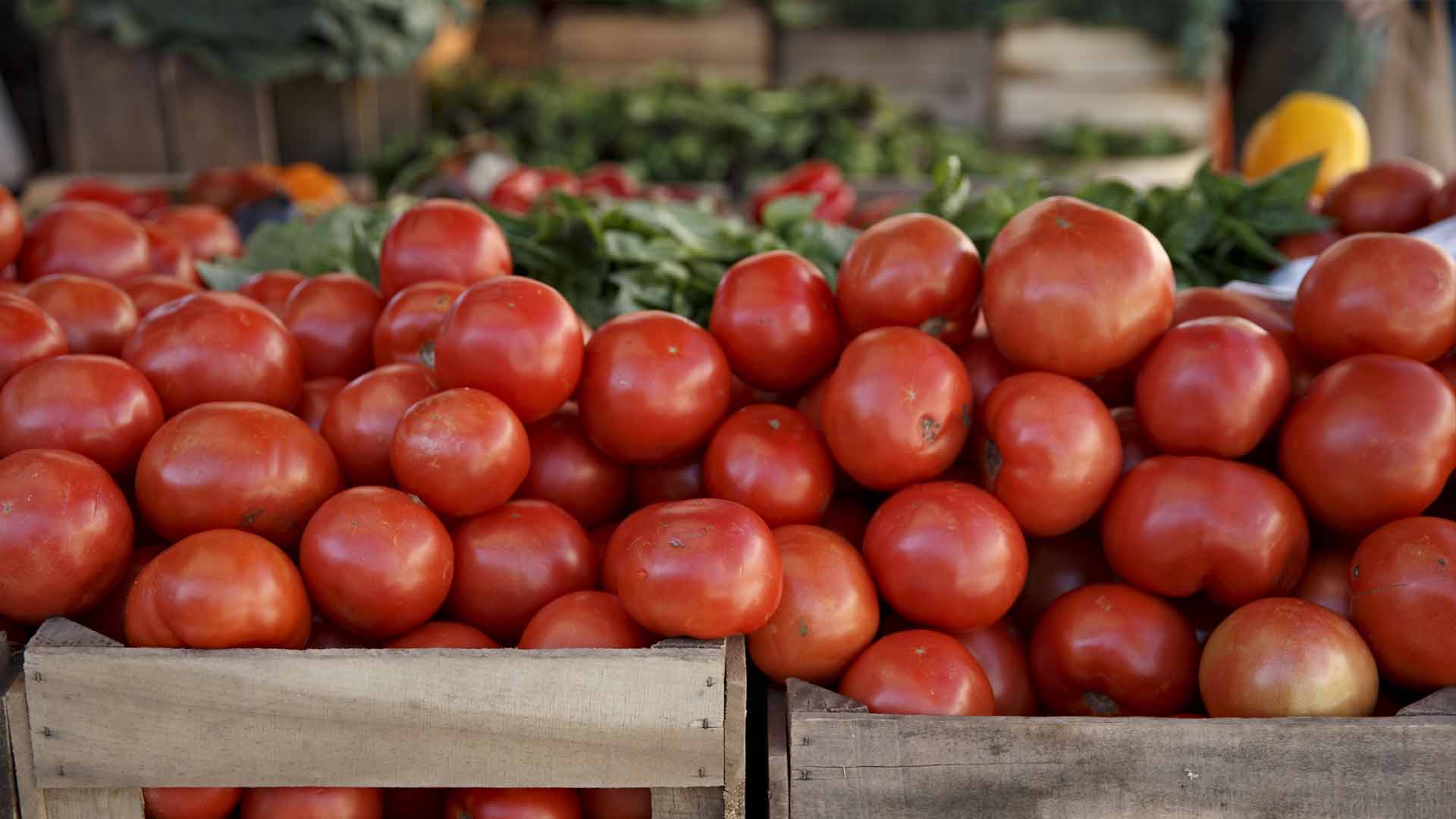Un grupo de científicos planea crear tomates picantes modificados genéticamente