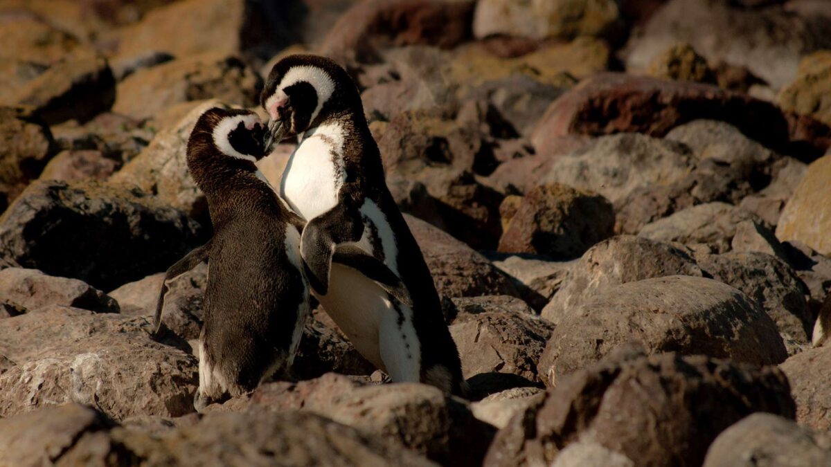 15 planes para enamorados y 5 para solteros ‘resignados’ en San Valentín