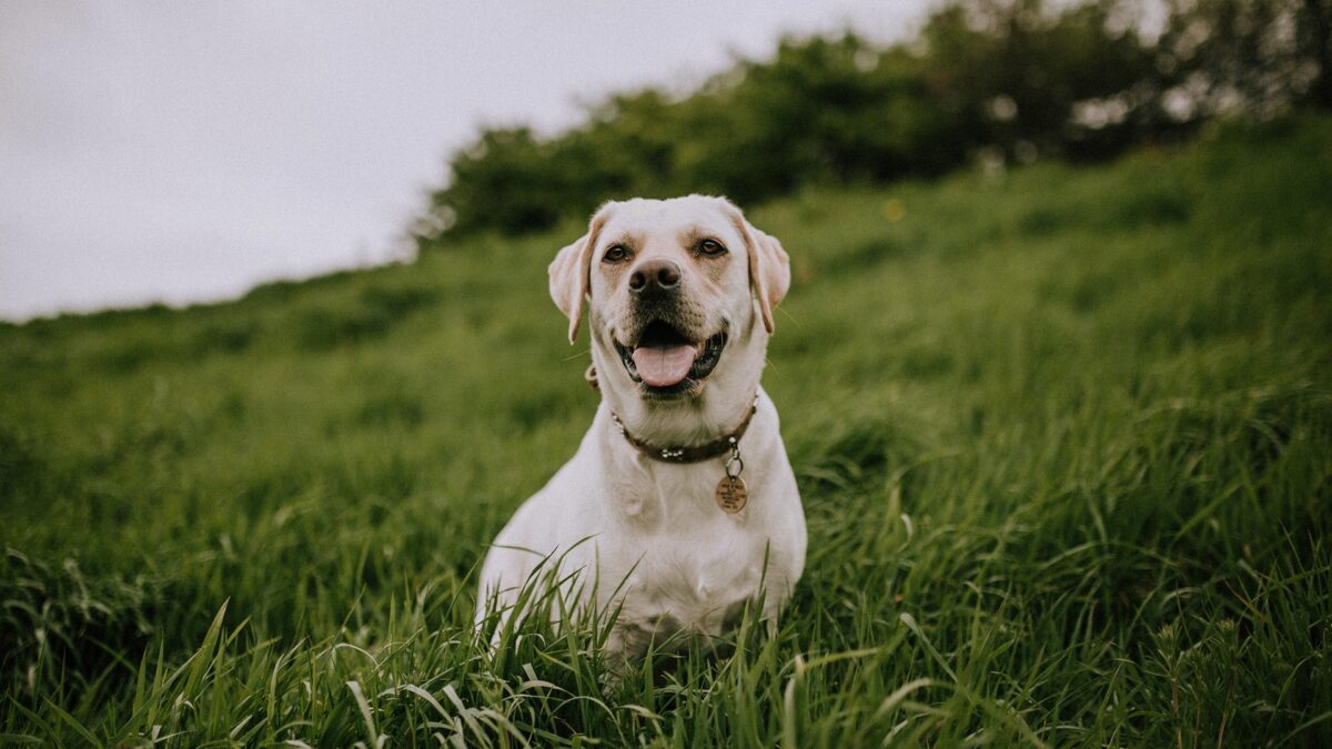 5 consejos para llevar una vida más sostenible junto a tu perro