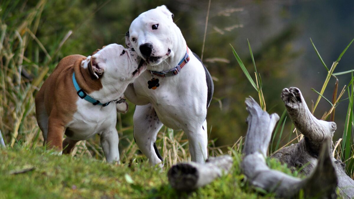 ¿Pueden enamorarse los perros?