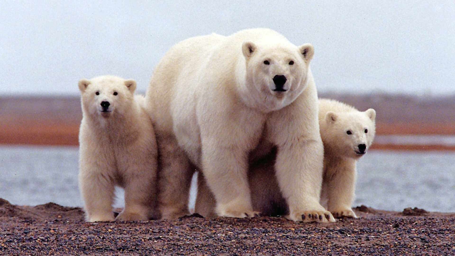 Alarma por una «invasión» de osos polares en un archipiélago ártico ruso