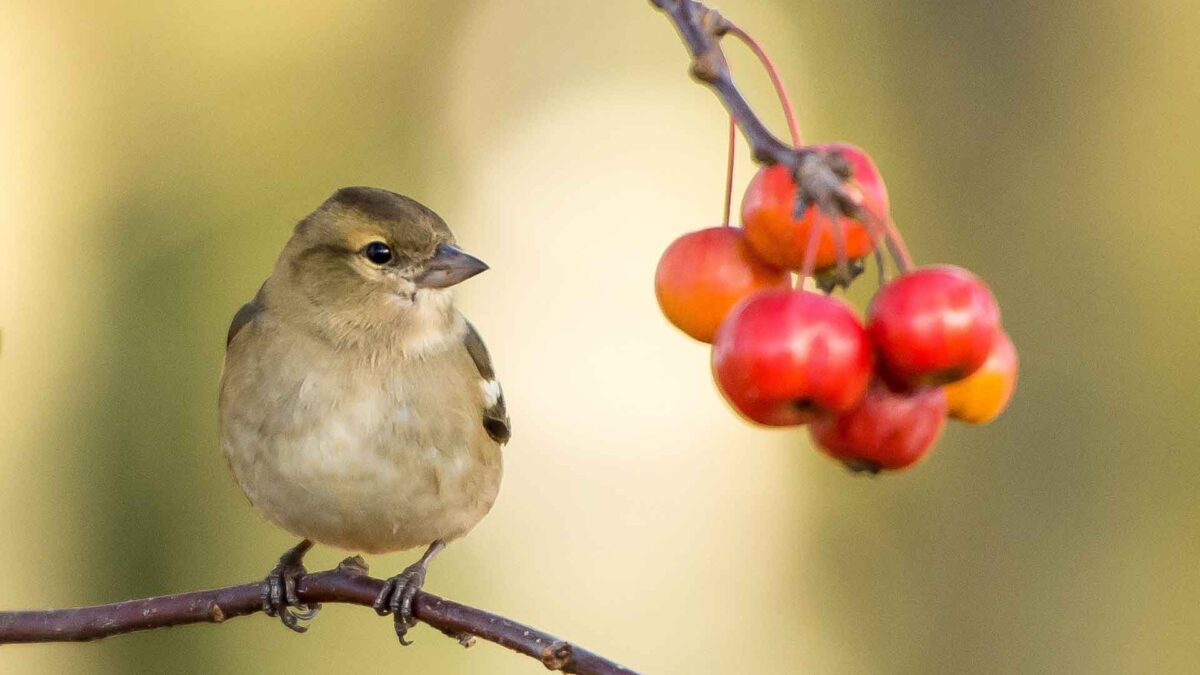 ¿Comer menos alarga la vida?