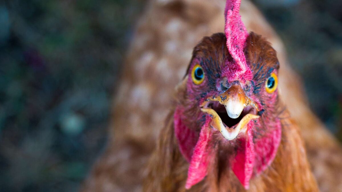 Cómo el pollo se convirtió en la carne más popular del mundo occidental