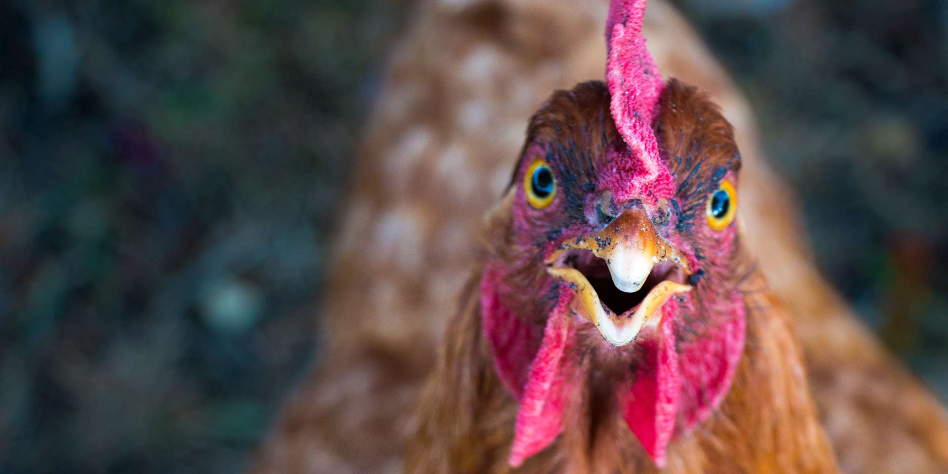 Cómo el pollo se convirtió en la carne más popular del mundo occidental