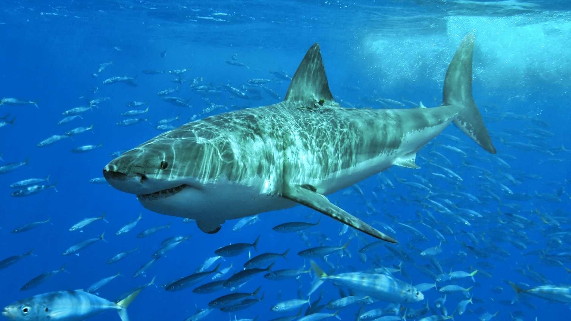 El ADN de tiburón podría ayudar a curar el cáncer y otras enfermedades en humanos
