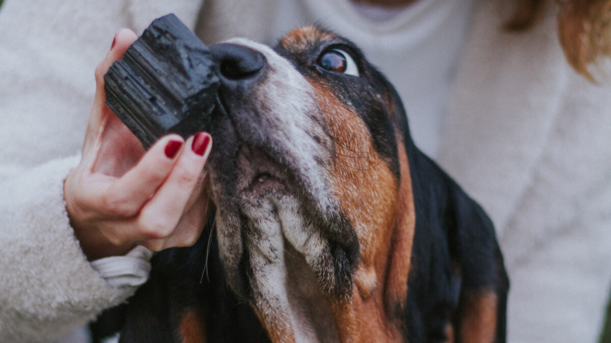 El equilibrio de la energía en los perros