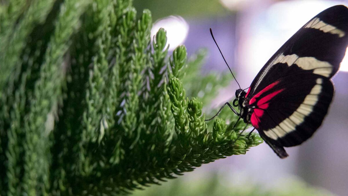 El número de insectos cae en picado y amenaza con un «colapso de la naturaleza»