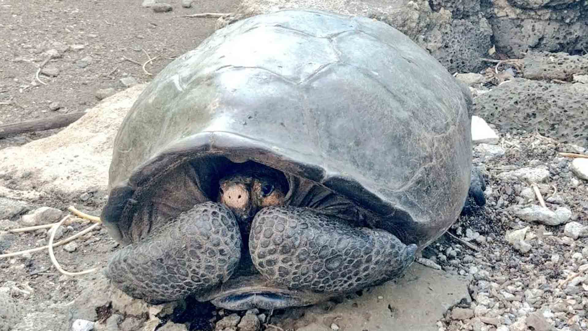 Hallada en Ecuador una tortuga gigante que se creía extinta desde hace 100 años