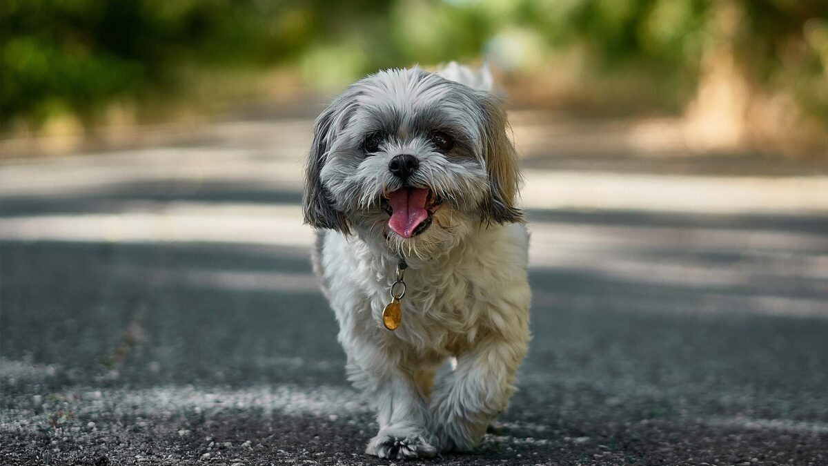 Los humanos ya alimentaban con pienso a los perros en la Edad de Bronce