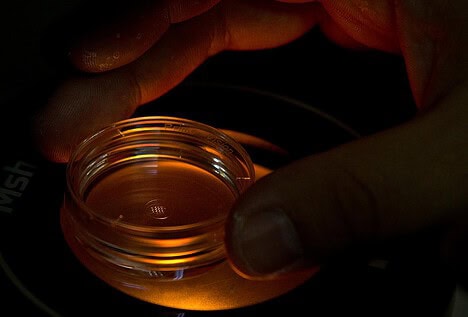 Luces y sombras del genoma