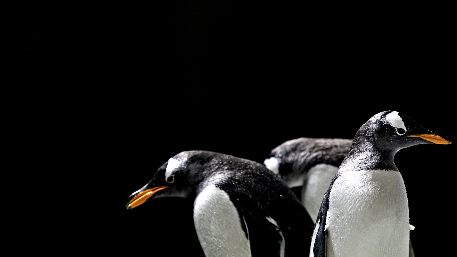 Nacen dos pingüinos de Adelia en un zoológico mexicano, el único que recrea el clima de la Antártida