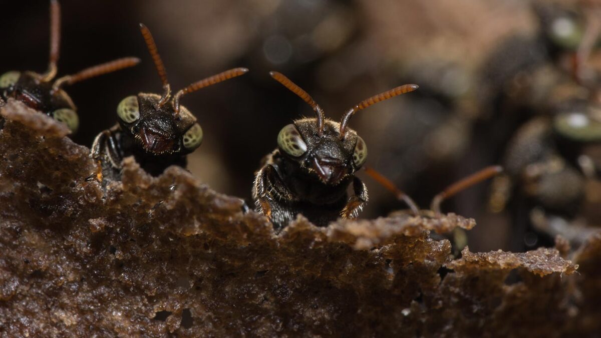 ¿Qué sucedería si desaparecieran los insectos?