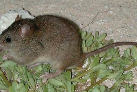 Un roedor, el primer mamífero en extinguirse debido al cambio climático