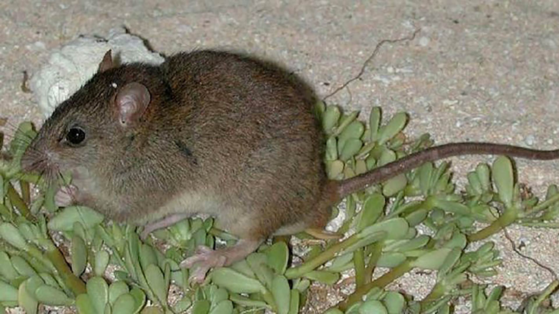 Un roedor, el primer mamífero en extinguirse debido al cambio climático