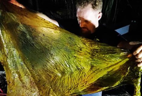 Aparece muerta una ballena con 40 kilos de plástico en el estómago