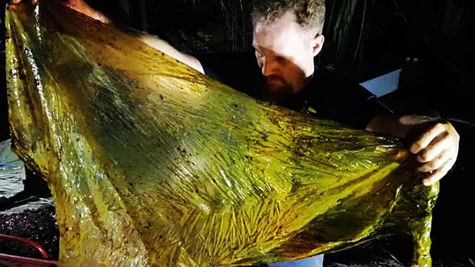 Aparece muerta una ballena con 40 kilos de plástico en el estómago