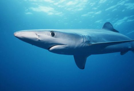 Colocan por primera vez dispositivos de rastreo a tiburones azules en Galápagos