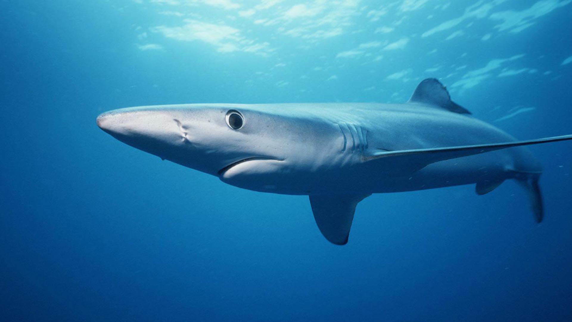 Colocan por primera vez dispositivos de rastreo a tiburones azules en Galápagos