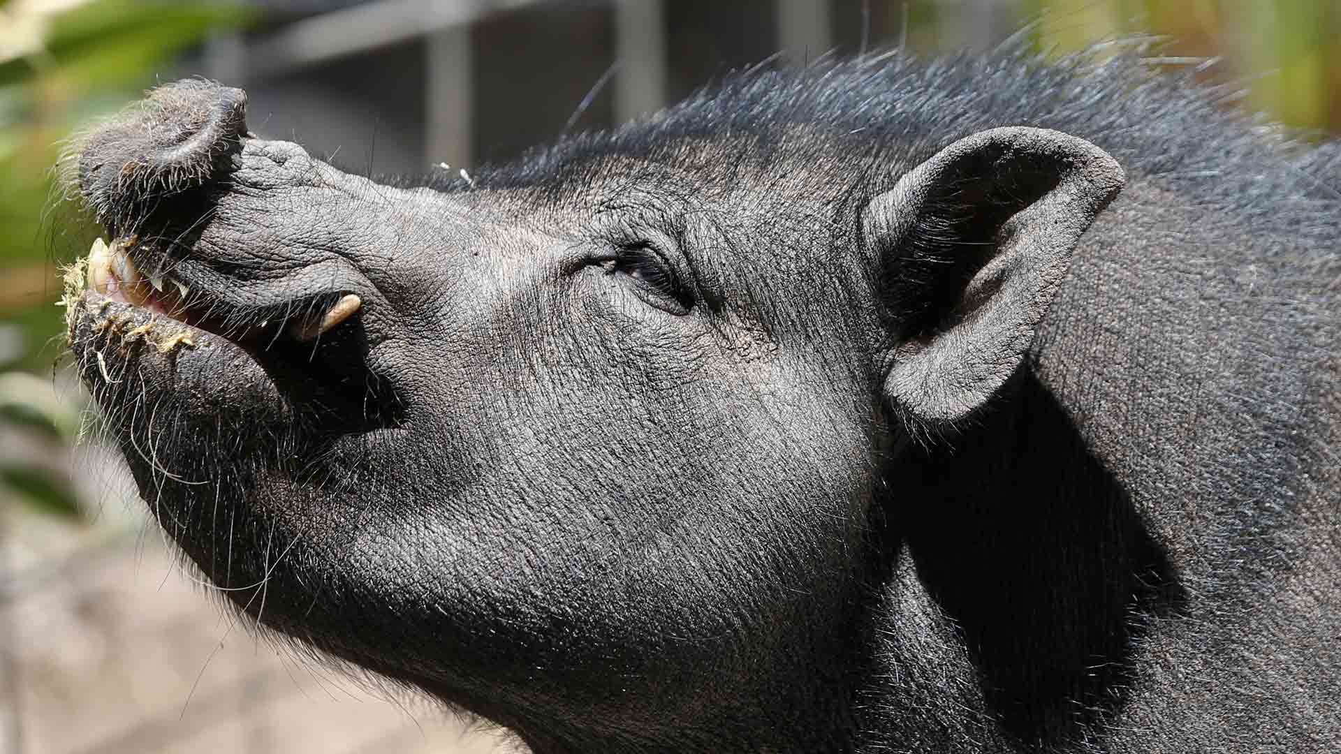 El cerdo vietnamita y la pitón real, consideradas especies invasoras en España