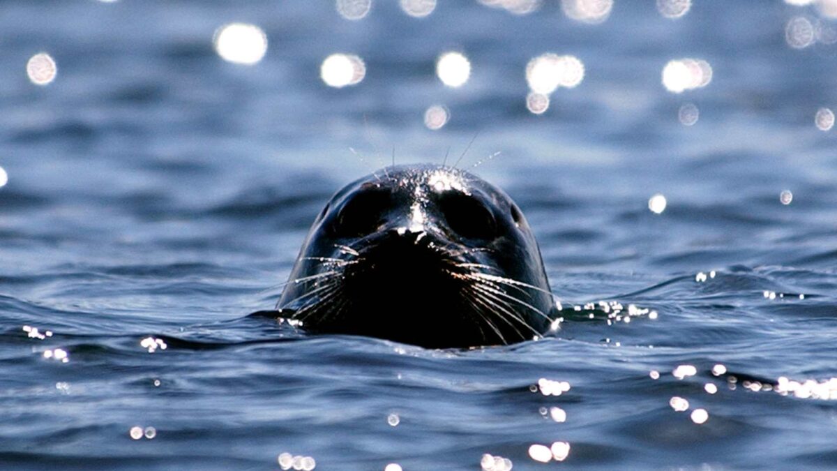 Focas y ballenas del Ártico modifican su dieta por el cambio climático