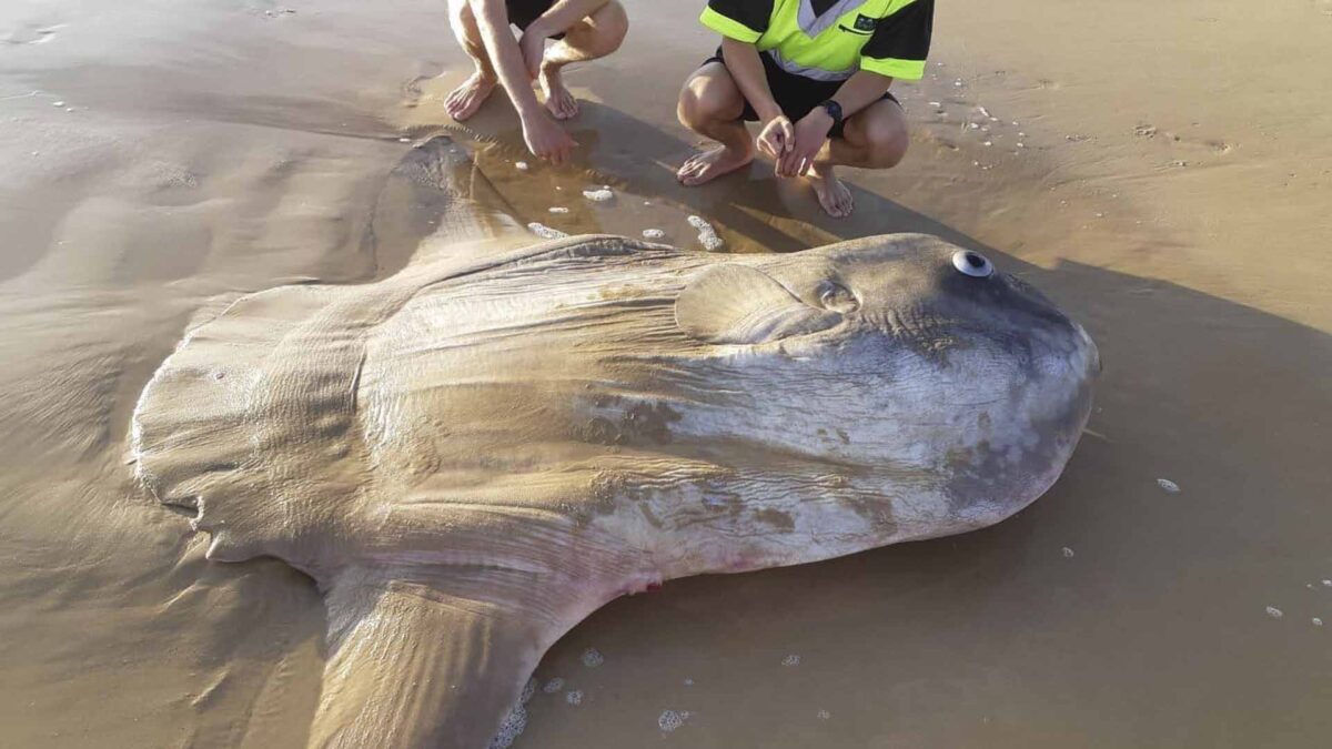 Hallado un pez luna gigante encallado en una playa de Australia