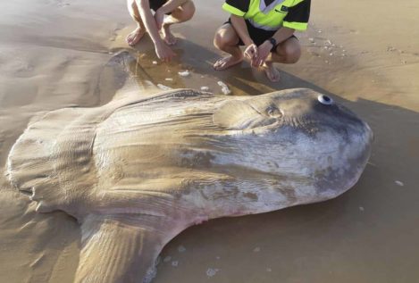 Hallado un pez luna gigante encallado en una playa de Australia