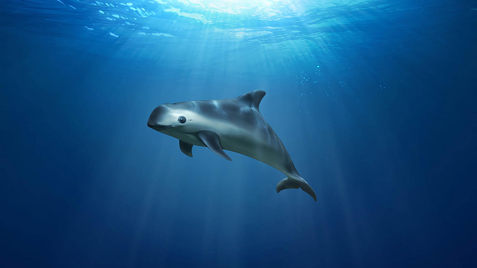 Lanzan un plan para salvar a la vaquita marina después de que queden sólo diez ejemplares en el mundo