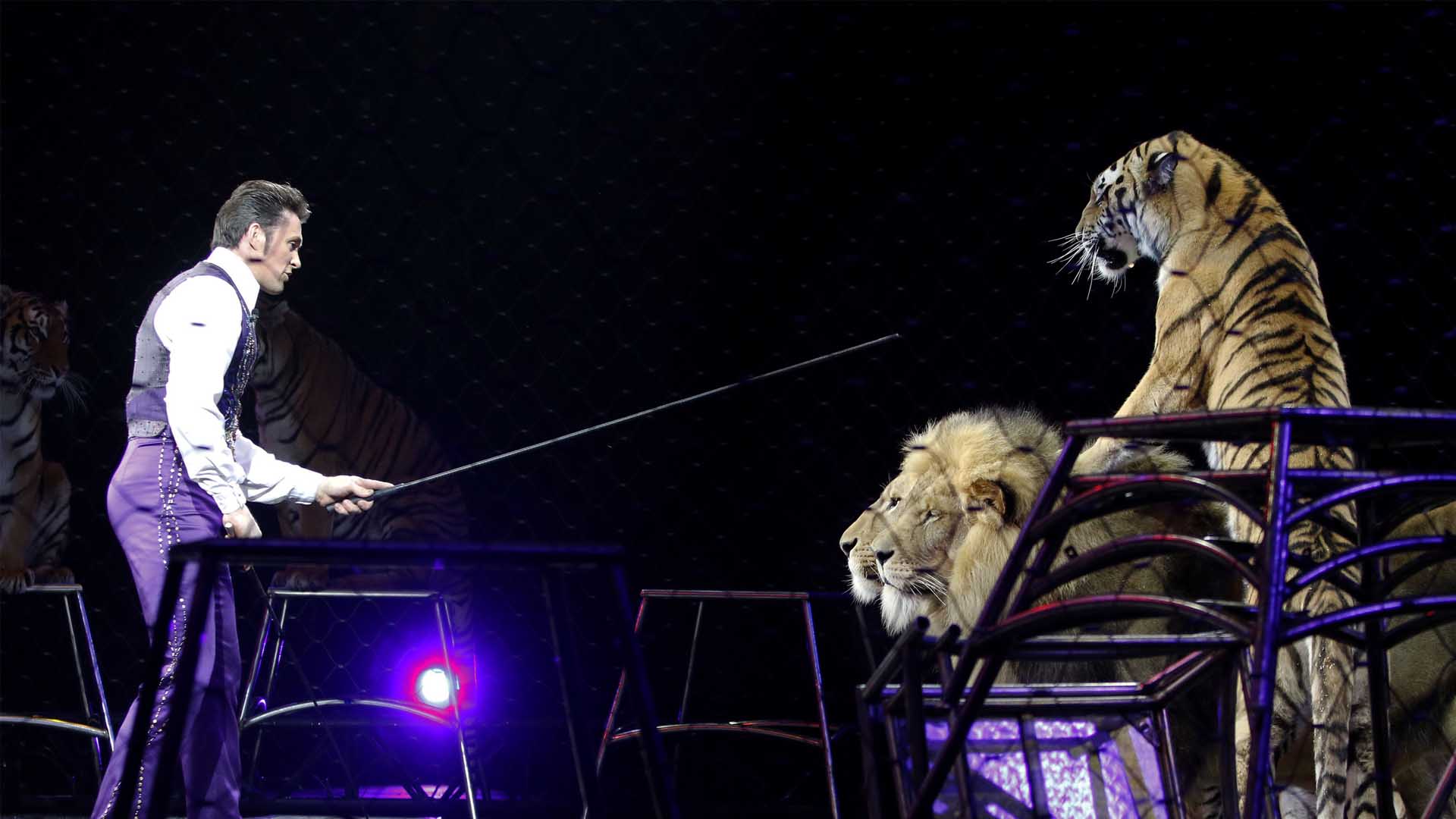 Madrid prohíbe los circos con animales salvajes