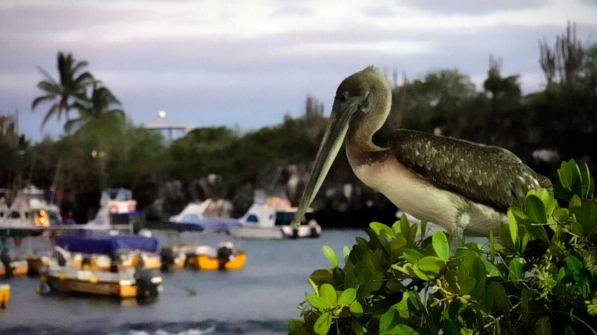 Más de 6.000 dólares de multa para un hombre que atropelló a un pelícano en las Islas Galápagos