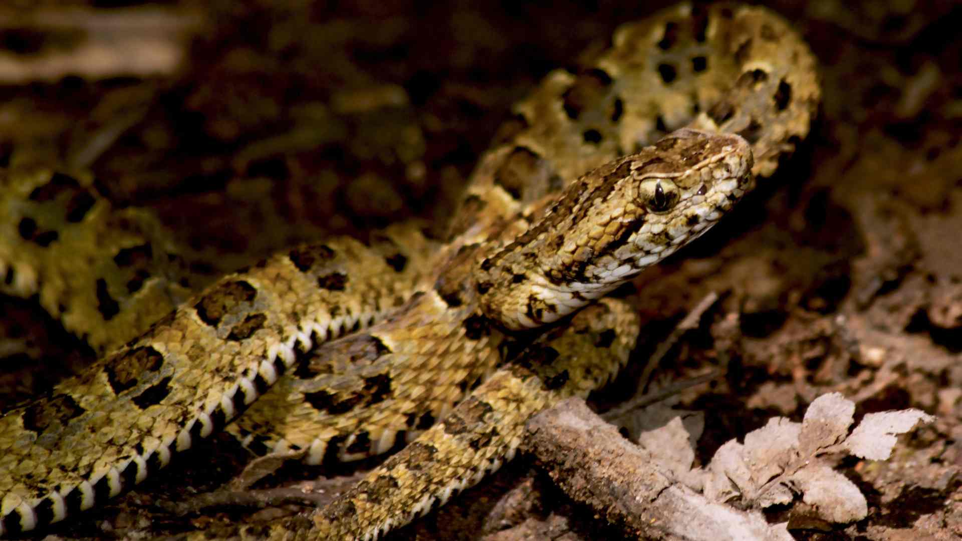 Descubierta una nueva especie de serpiente venenosa en Perú